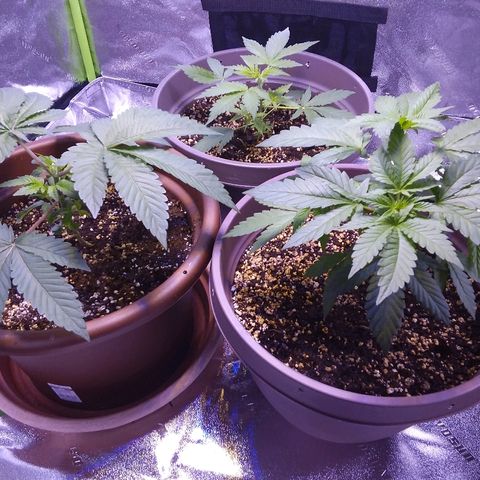 Unknown strain growlog timeline photo