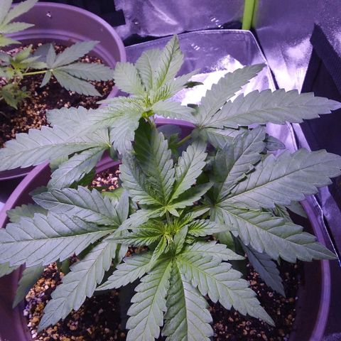 Unknown strain growlog timeline photo