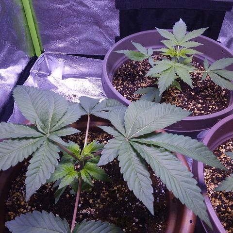 Unknown strain growlog timeline photo