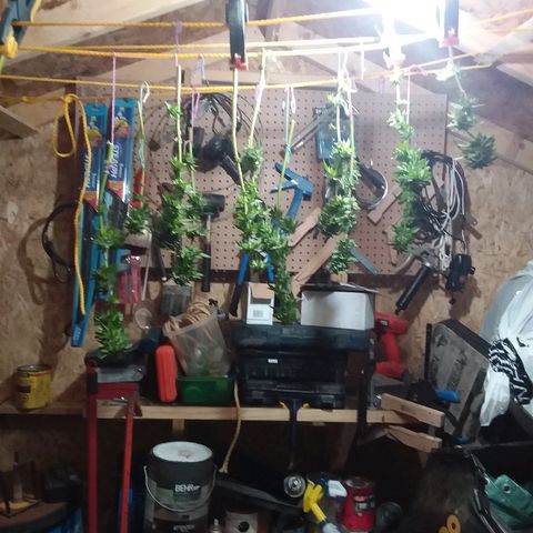 Unknown strain growlog timeline photo