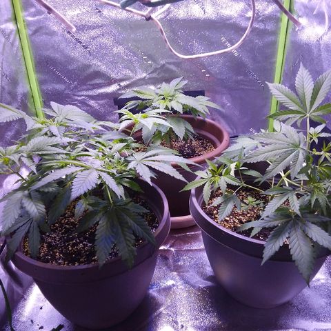 Unknown strain growlog timeline photo