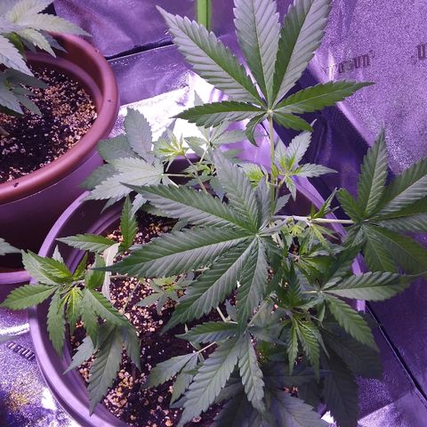 Unknown strain growlog timeline photo