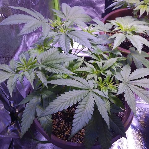 Unknown strain growlog timeline photo