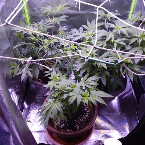 Unknown strain growlog timeline photo