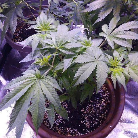 Unknown strain growlog timeline photo