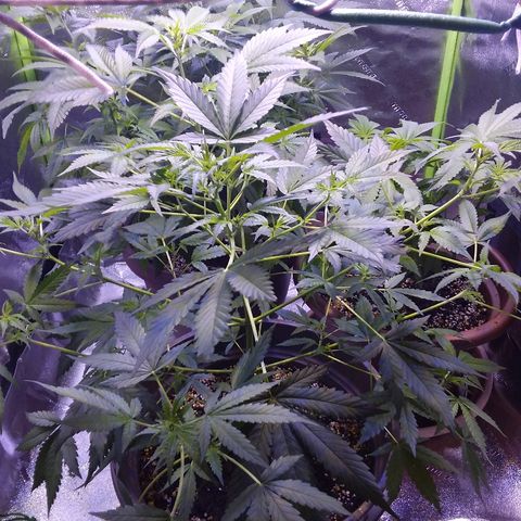 Unknown strain growlog timeline photo
