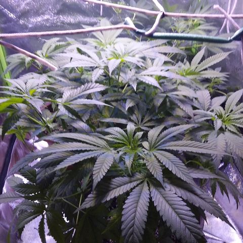 Unknown strain growlog timeline photo