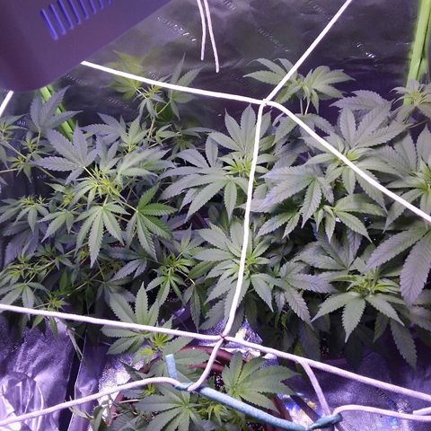 Unknown strain growlog timeline photo