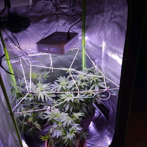 Unknown strain growlog timeline photo