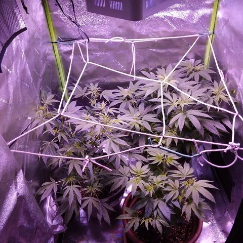 Unknown strain growlog timeline photo