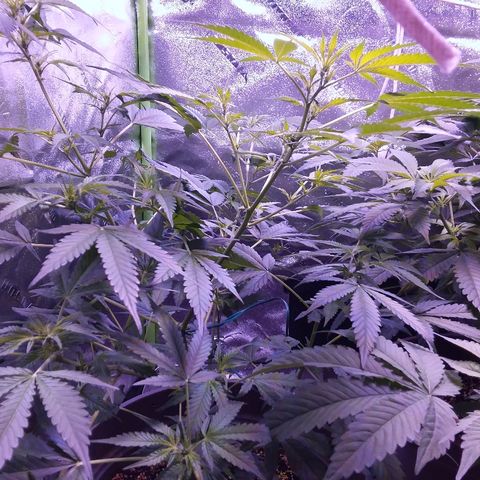 Unknown strain growlog timeline photo