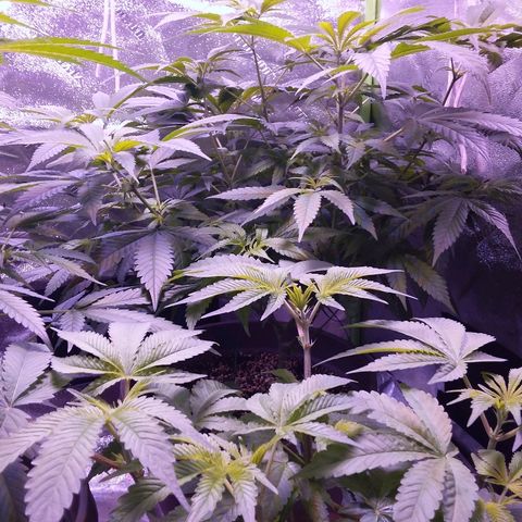 Unknown strain growlog timeline photo