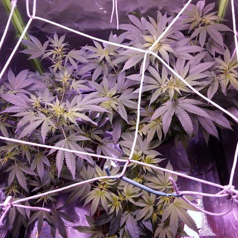 Unknown strain growlog timeline photo