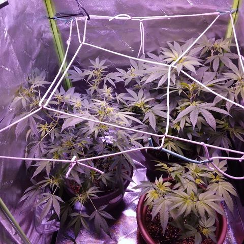 Unknown strain growlog timeline photo