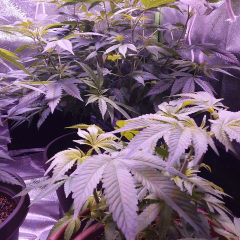 Unknown strain growlog timeline photo