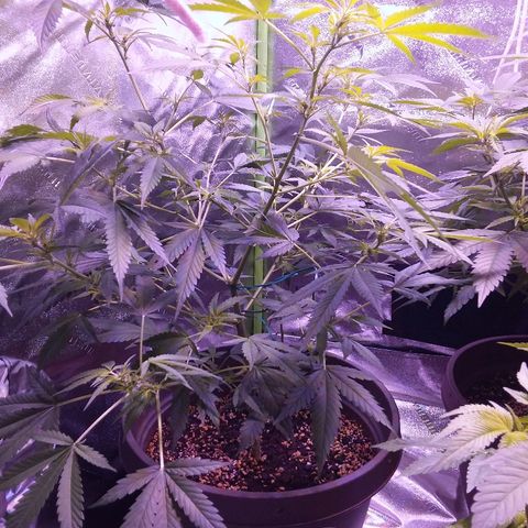 Unknown strain growlog timeline photo