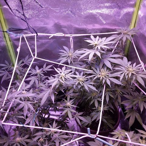 Unknown strain growlog timeline photo