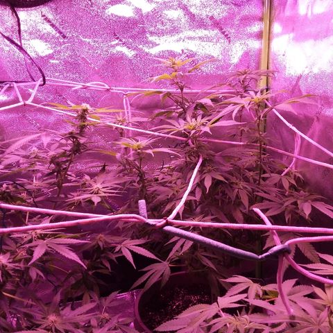 Unknown strain growlog timeline photo