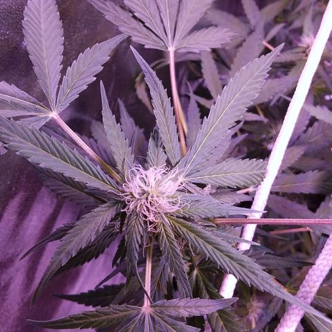 Unknown strain growlog timeline photo