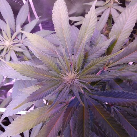 Unknown strain growlog timeline photo