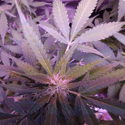 Unknown strain growlog timeline photo