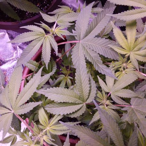 Unknown strain growlog timeline photo