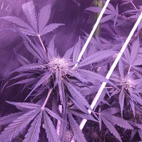 Unknown strain growlog timeline photo