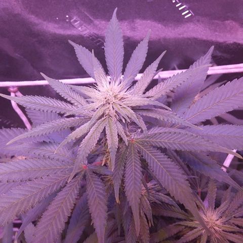Unknown strain growlog timeline photo