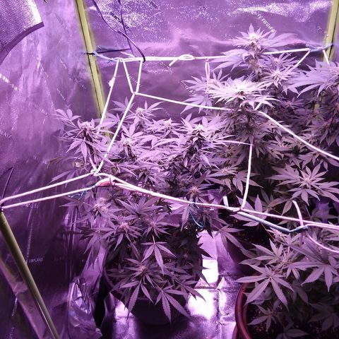 Unknown strain growlog timeline photo