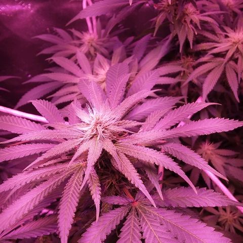 Unknown strain growlog timeline photo
