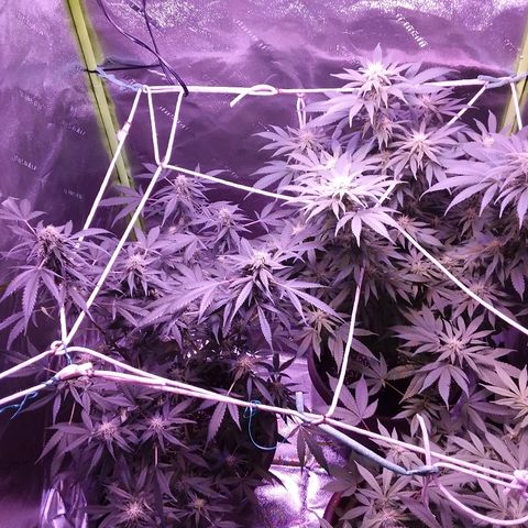 Unknown strain growlog timeline photo