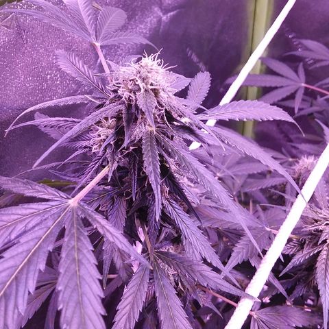 Unknown strain growlog timeline photo