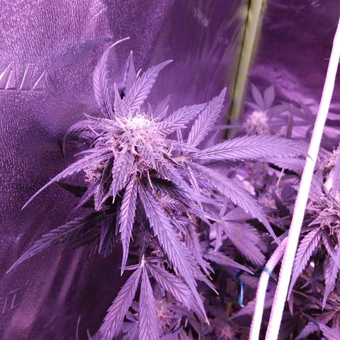 Unknown strain growlog timeline photo