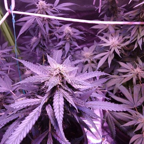 Unknown strain growlog timeline photo