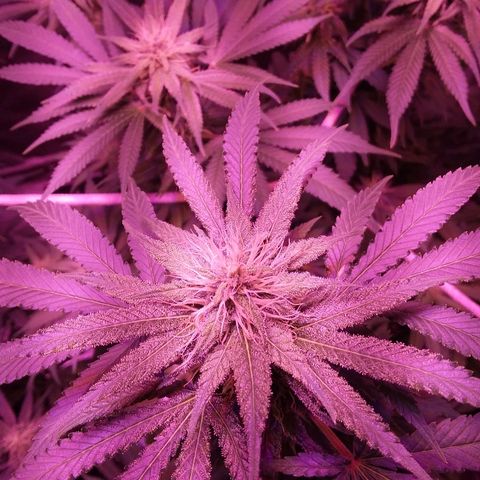 Unknown strain growlog timeline photo