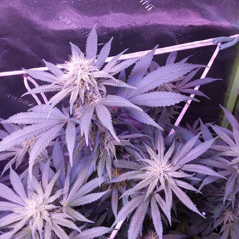 Unknown strain growlog timeline photo