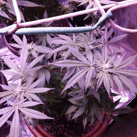 Unknown strain growlog timeline photo