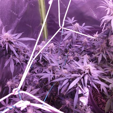 Unknown strain growlog timeline photo