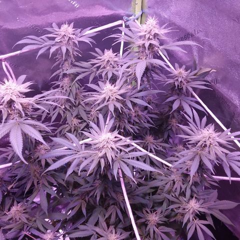 Unknown strain growlog timeline photo