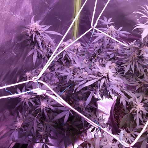 Unknown strain growlog timeline photo