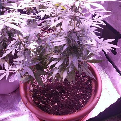 Unknown strain growlog timeline photo
