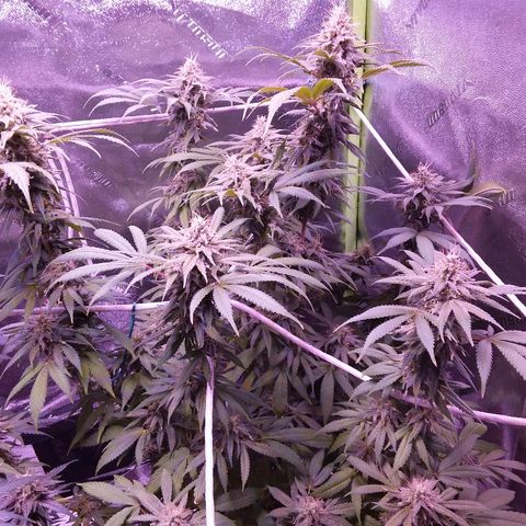 Unknown strain growlog timeline photo