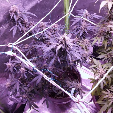 Unknown strain growlog timeline photo