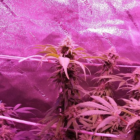 Unknown strain growlog timeline photo