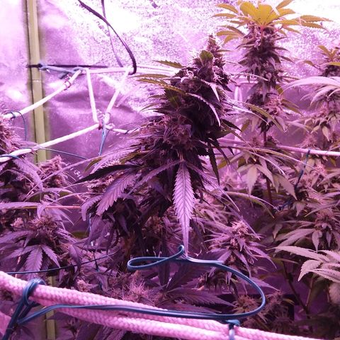 Unknown strain growlog timeline photo