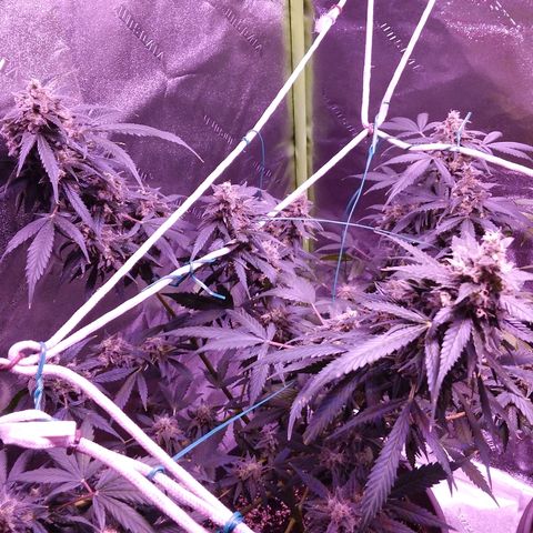 Unknown strain growlog timeline photo
