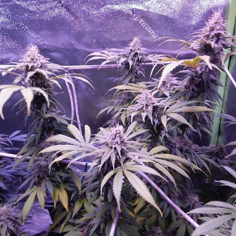 Unknown strain growlog timeline photo