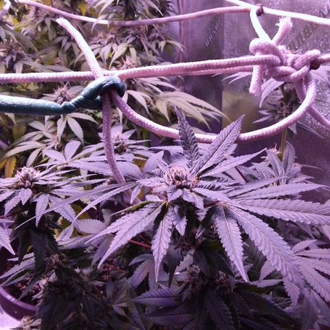 Unknown strain growlog timeline photo