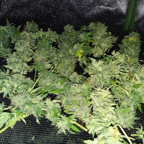 Unknown strain growlog timeline photo