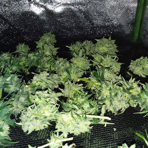 Unknown strain growlog timeline photo